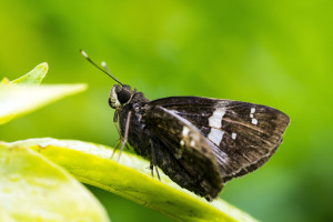 欧冠半决赛激战前瞻:伤病潮来袭,巨星命运多舛! 欧冠半决赛激战前瞻:伤病潮来袭,巨星命运多舛!